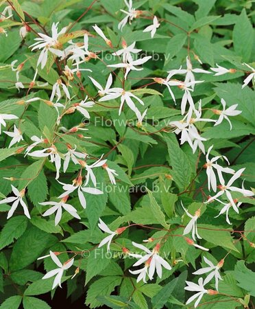Gillenia trifoliata P9 - afbeelding 11
