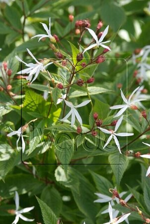 Gillenia trifoliata P9 - afbeelding 4