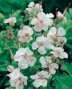 Geranium cantabrigiense 'Biokovo' P9 - afbeelding 3