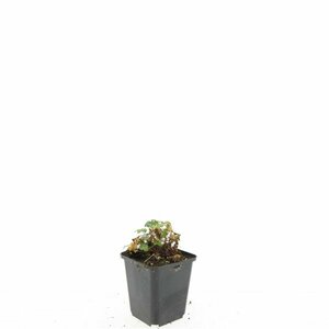 Geranium cantabrigiense 'Biokovo' P9 - afbeelding 9