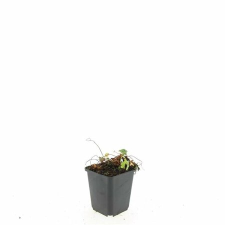Geranium cantabrigiense 'Biokovo' P9 - afbeelding 7
