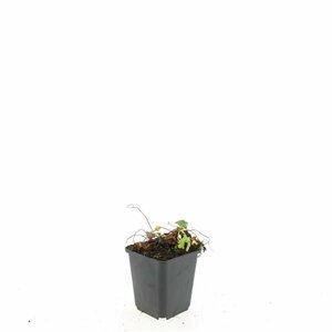 Geranium cantabrigiense 'Biokovo' P9 - afbeelding 7