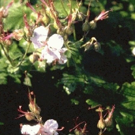 Geranium cantabrigiense 'Biokovo' P9 - afbeelding 2