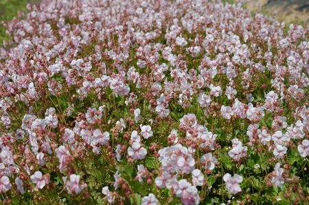 Geranium cantabrigiense 'Biokovo' P9 - afbeelding 4
