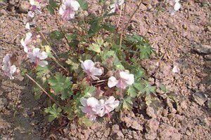 Geranium cantabrigiense 'Biokovo' P9