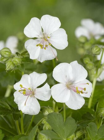 Geranium cantabrigiense 'Biokovo' P9 - afbeelding 12