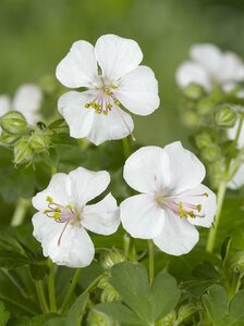 Geranium cantabrigiense 'Biokovo' P9 - afbeelding 12