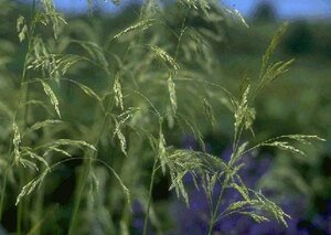 Deschampsia cespitosa P9