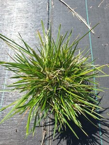 Deschampsia cespitosa P9 - afbeelding 8
