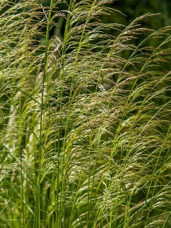 Deschampsia cespitosa P9 - afbeelding 4