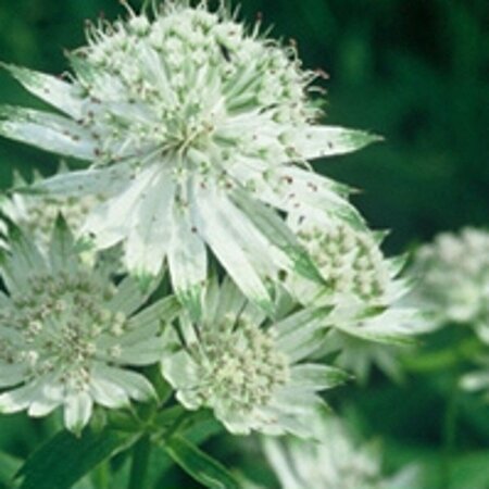 Astrantia major 'Shaggy' P9 - afbeelding 2