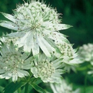 Astrantia major 'Shaggy' P9 - afbeelding 2