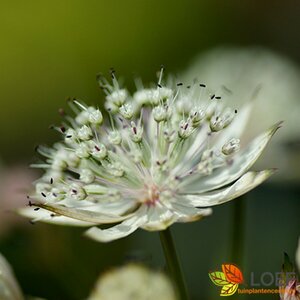 Astrantia major 'Shaggy' P9