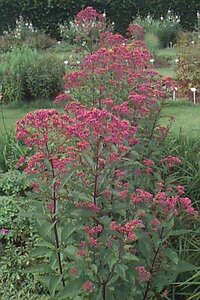 Eupatorium maculatum 'Atropurpureum' P9