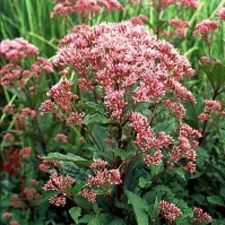 Eupatorium maculatum 'Atropurpureum' P9 - afbeelding 5