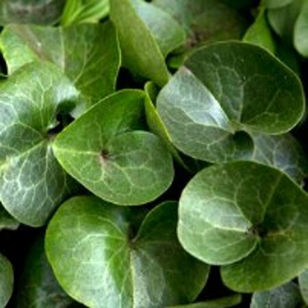 Asarum europaeum P9 - afbeelding 5