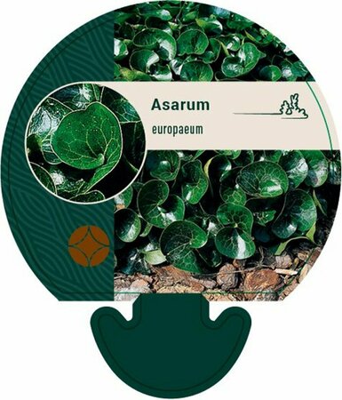 Asarum europaeum P9 - afbeelding 2