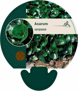 Asarum europaeum P9 - afbeelding 2