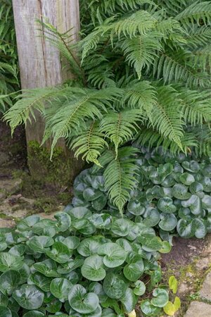 Asarum europaeum P9 - afbeelding 3