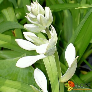 Hosta sieboldiana 'Elegans' P9