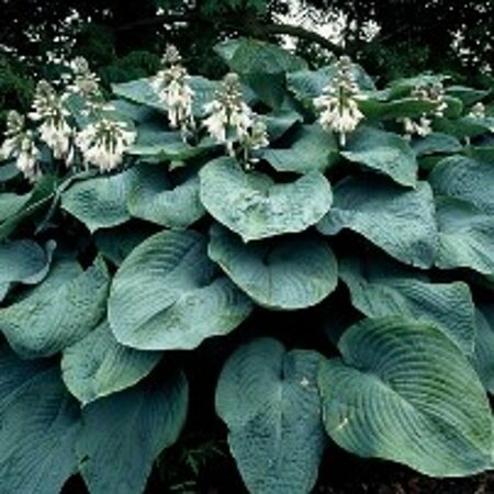 Hosta sieboldiana 'Elegans' P9 - afbeelding 3