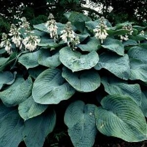 Hosta sieboldiana 'Elegans' P9 - afbeelding 3
