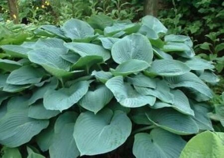 Hosta sieboldiana 'Elegans' P9 - afbeelding 8
