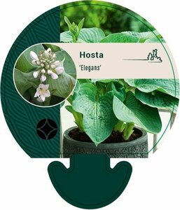 Hosta sieboldiana 'Elegans' P9 - afbeelding 7