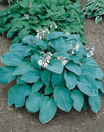 Hosta sieboldiana 'Elegans' P9 - afbeelding 4