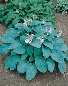 Hosta sieboldiana 'Elegans' P9 - afbeelding 4