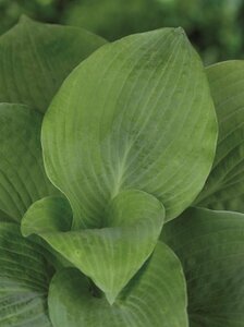 Hosta sieboldiana 'Elegans' P9 - afbeelding 6