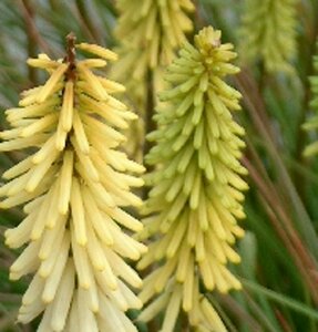 Kniphofia 'Little Maid' P9