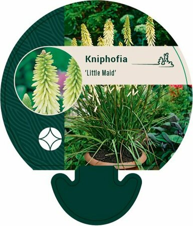 Kniphofia 'Little Maid' P9 - afbeelding 3