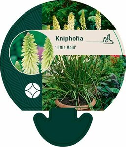 Kniphofia 'Little Maid' P9 - afbeelding 3