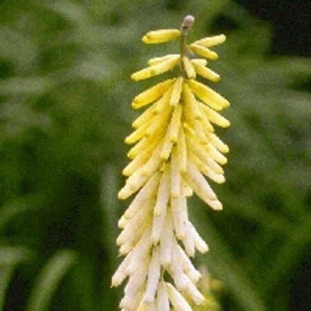Kniphofia 'Little Maid' P9 - afbeelding 2