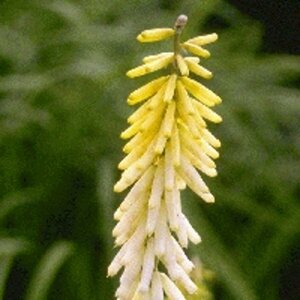 Kniphofia 'Little Maid' P9 - afbeelding 2