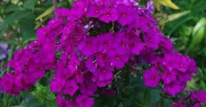 Phlox paniculata 'The King' P9