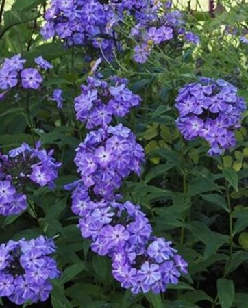 Phlox paniculata 'Blue Boy' P9 - afbeelding 2