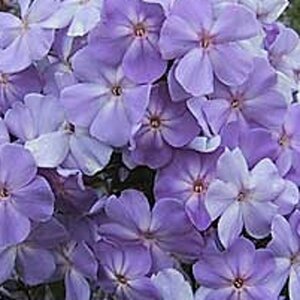 Phlox paniculata 'Blue Boy' P9 - afbeelding 4