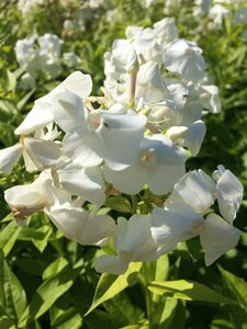 Phlox paniculata 'David' P9