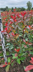 Photinia fraseri 'Red Robin' - afbeelding 4