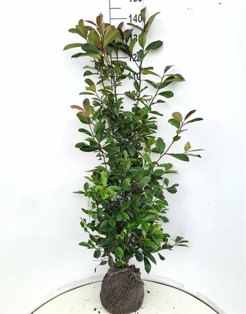 Photinia fraseri 'Red Robin' - afbeelding 2