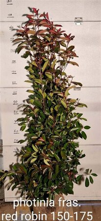 Photinia fraseri 'Red Robin' - afbeelding 14