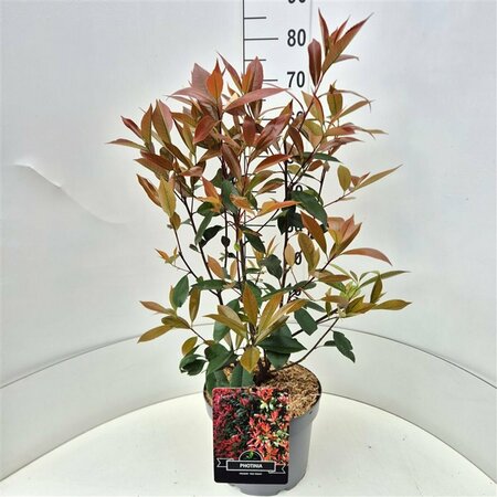 Photinia fraseri 'Red Robin' 80/100 C. - afbeelding 8