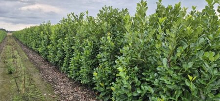 Prunus laurocerasus 'Rotundifolia' - afbeelding 9