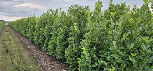 Prunus laurocerasus 'Rotundifolia' - afbeelding 9