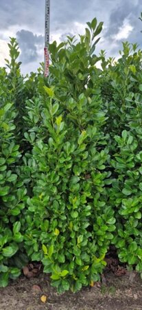 Prunus laurocerasus 'Rotundifolia' - afbeelding 7