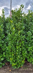 Prunus laurocerasus 'Rotundifolia' - afbeelding 7