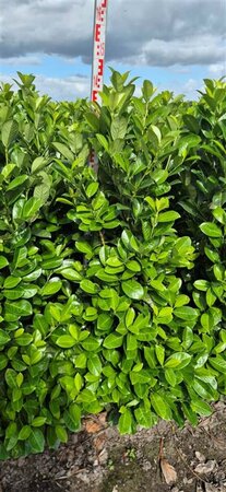 Prunus laurocerasus 'Rotundifolia' - afbeelding 12