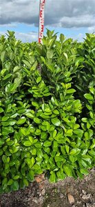 Prunus laurocerasus 'Rotundifolia' - afbeelding 12